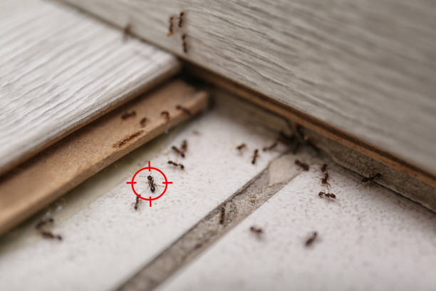 Reliable Burnet, TX Pest Control Solutions